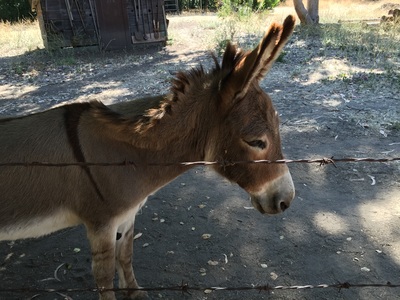 This donkey is famous: he was the model for Donkey in Shrek!